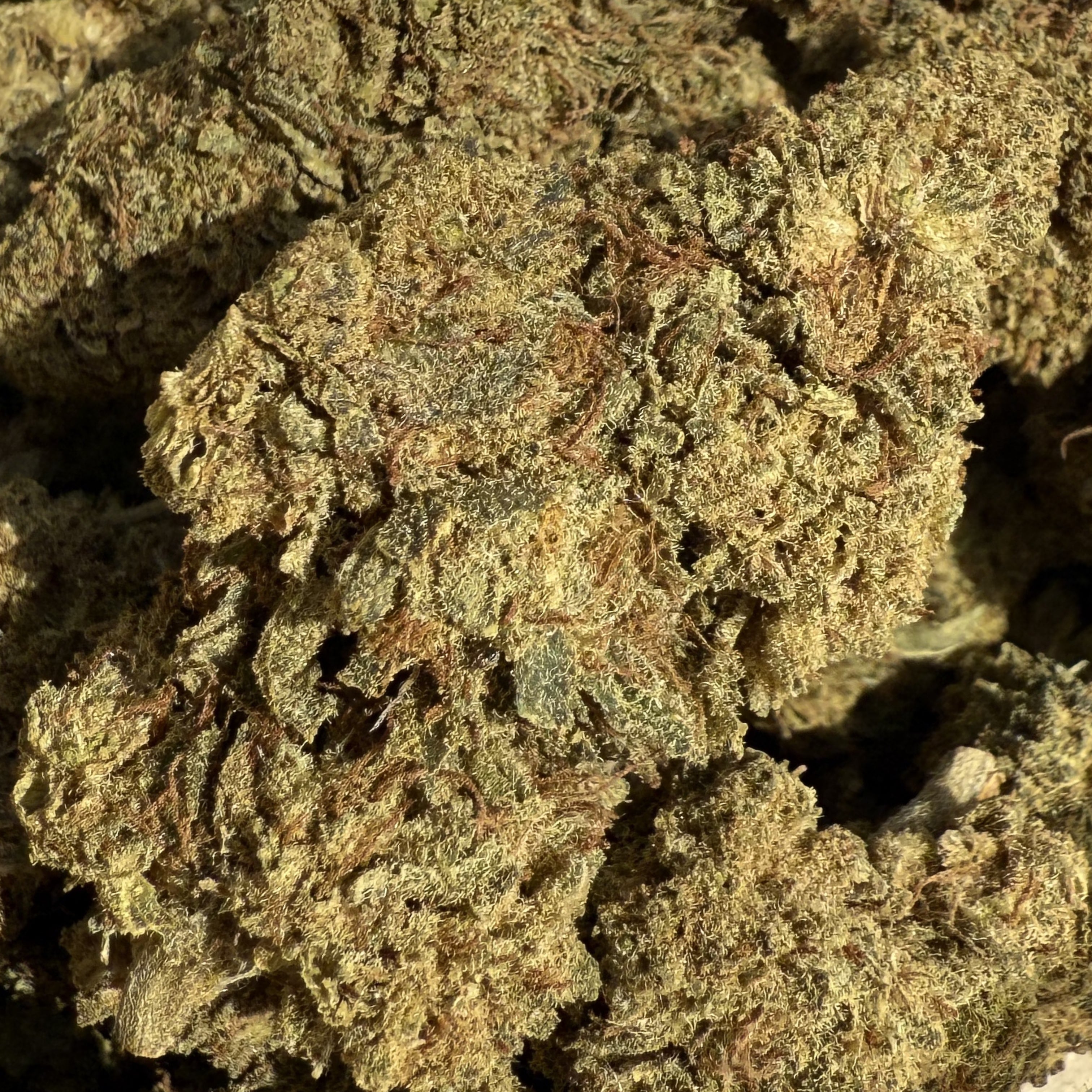 Manjo Mango Kush HPC & CBD 15% - Sans THC - Indoor (Néo-Cannabinoïde)