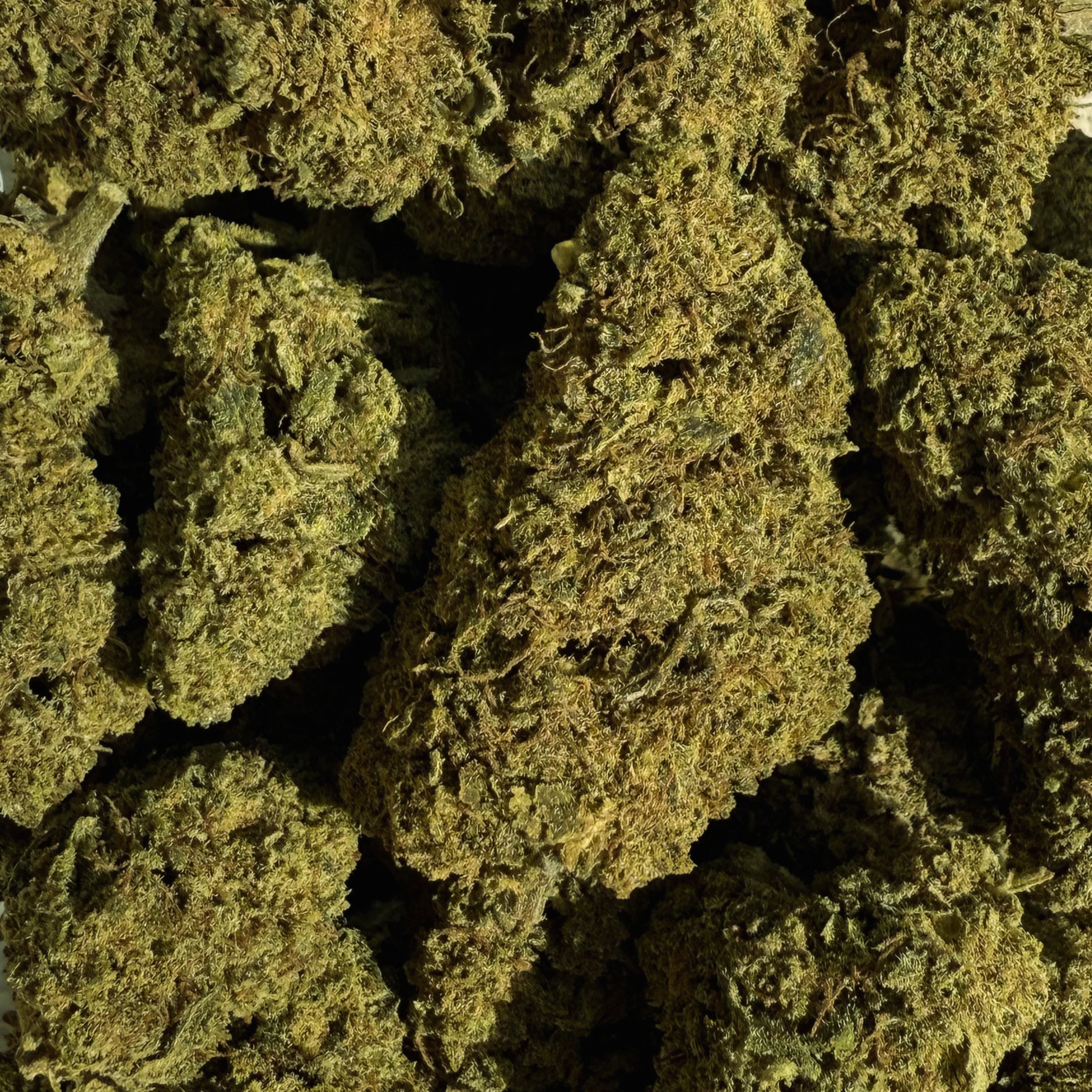 Manjo Mango Kush HPC & CBD 15% - Sans THC - Indoor (Néo-Cannabinoïde)