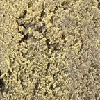 Black Butter 70% CBD/CBG/CBN