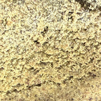 Dry Sift Amnesia CBD 20% - Indoor