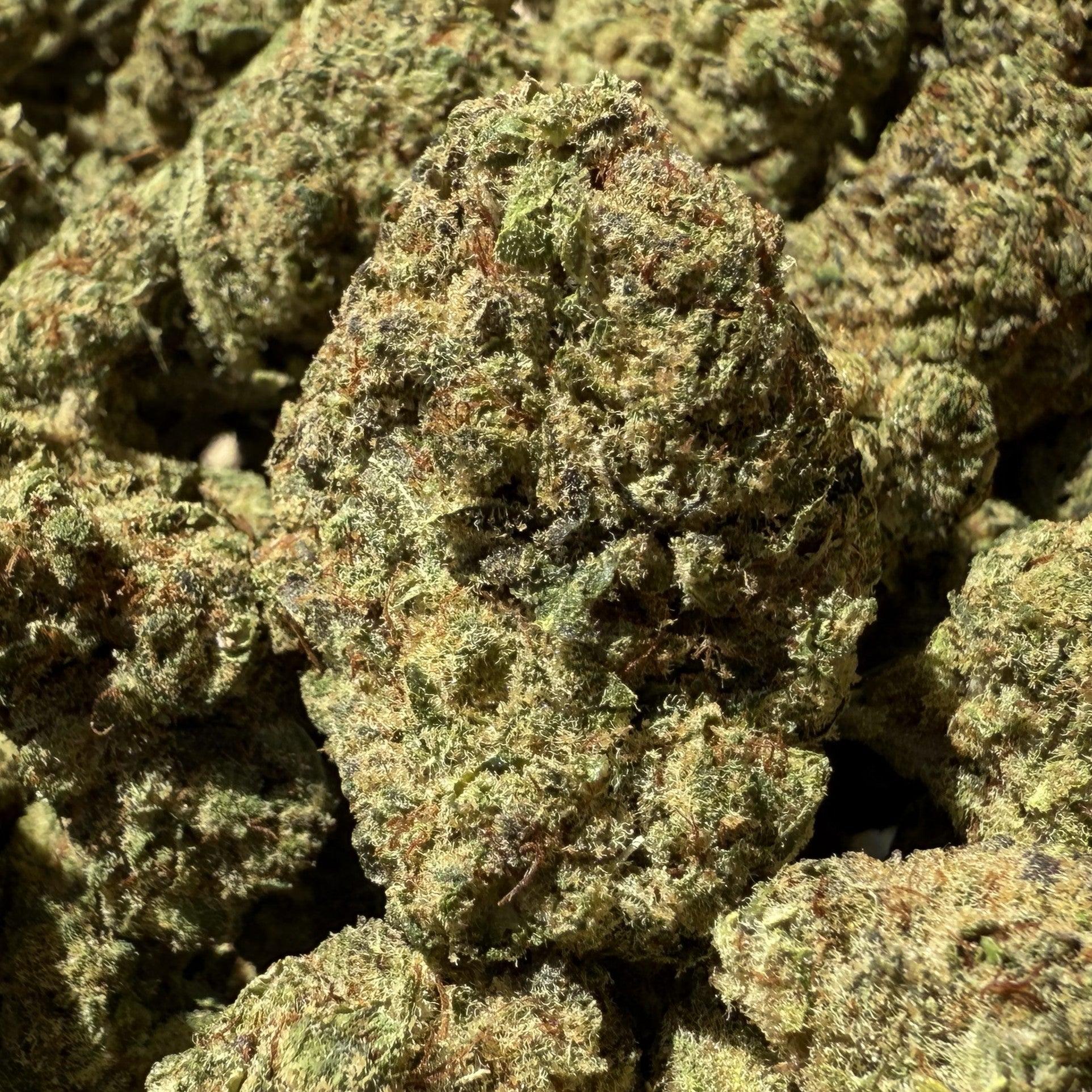 Malabar CBD 20% - Indoor