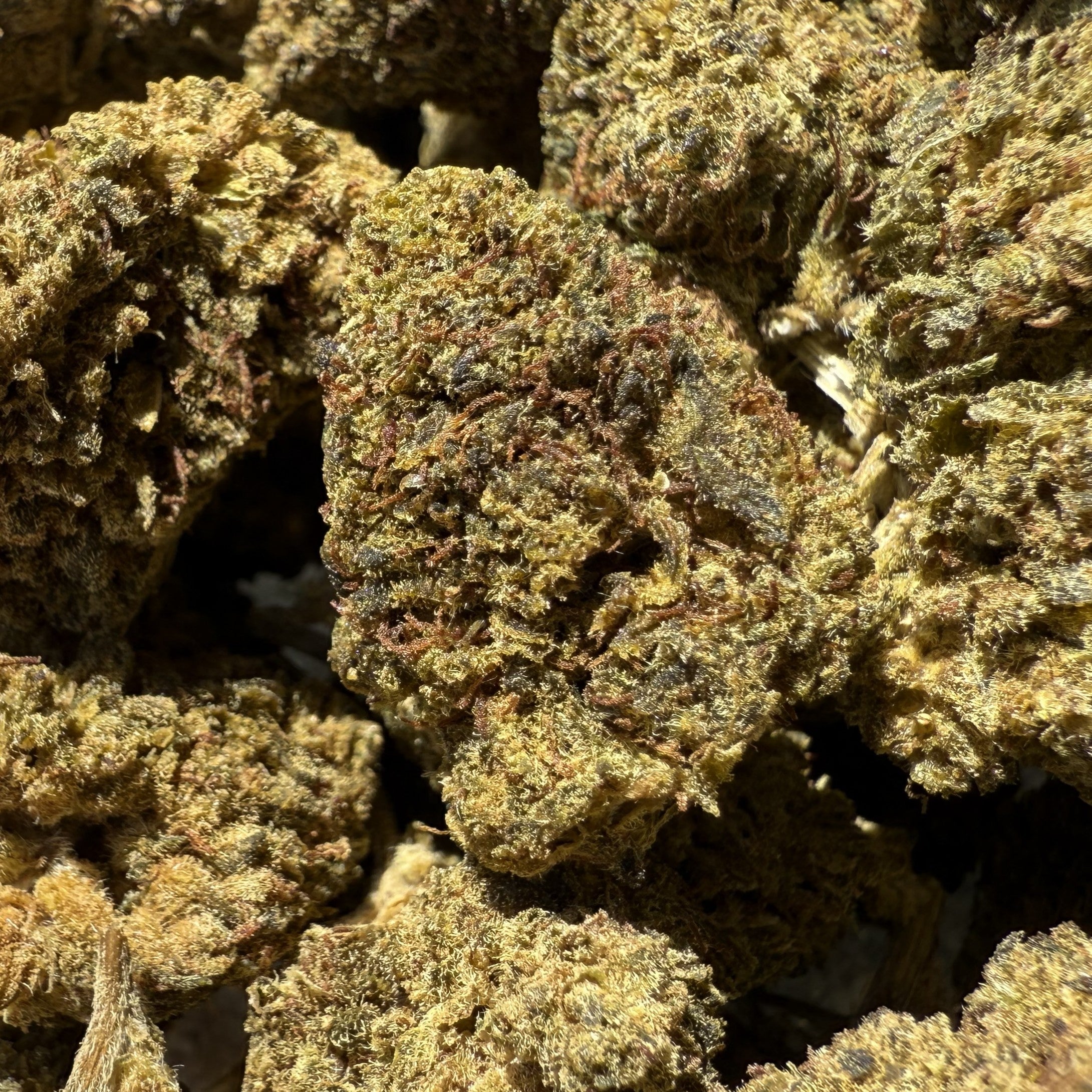 Skywalker CBD 15% - Sans THC - Indoor