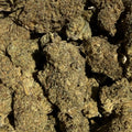 100G Skywalker CBD 15% - Sans THC - Indoor