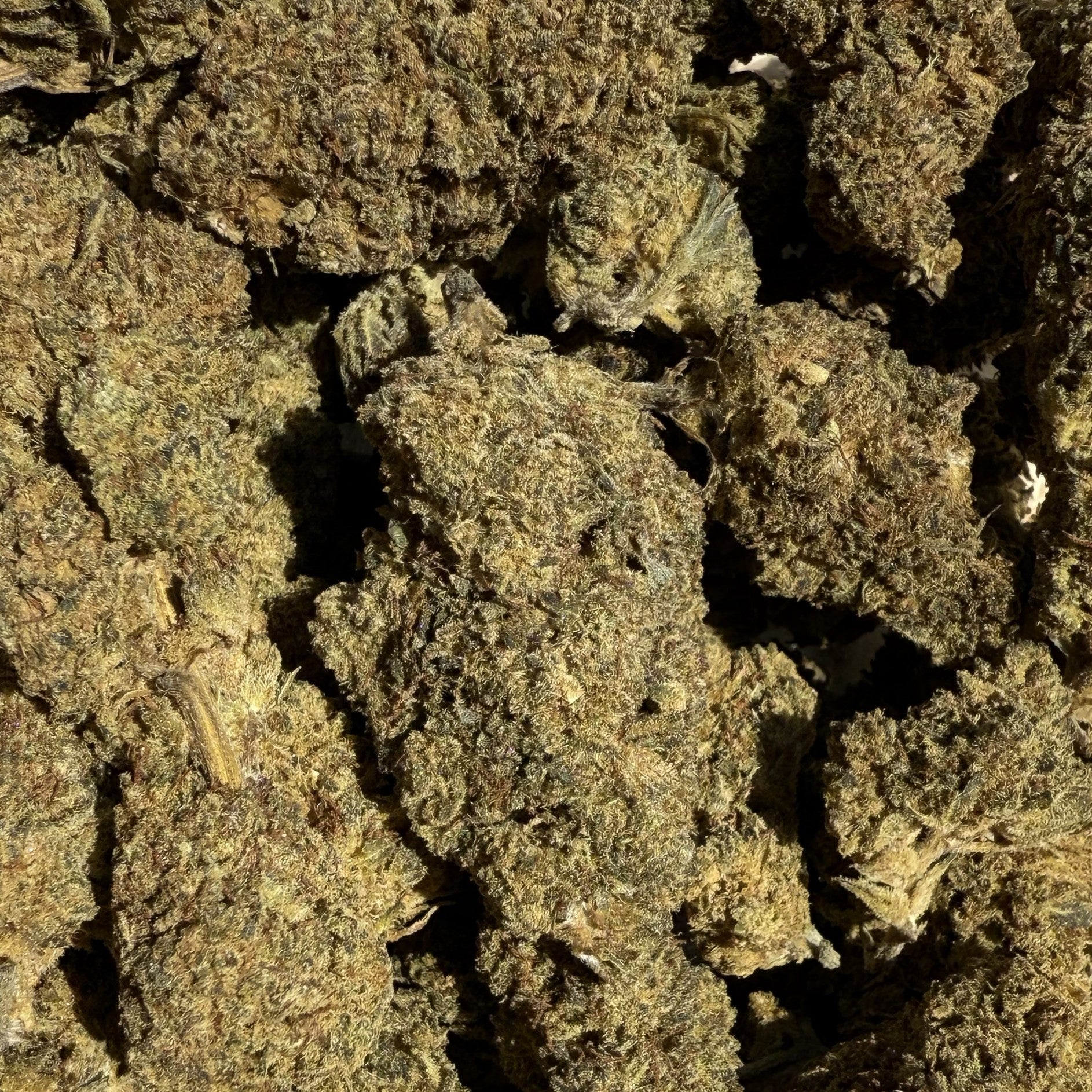 Skywalker CBD 15% - Sans THC - Indoor