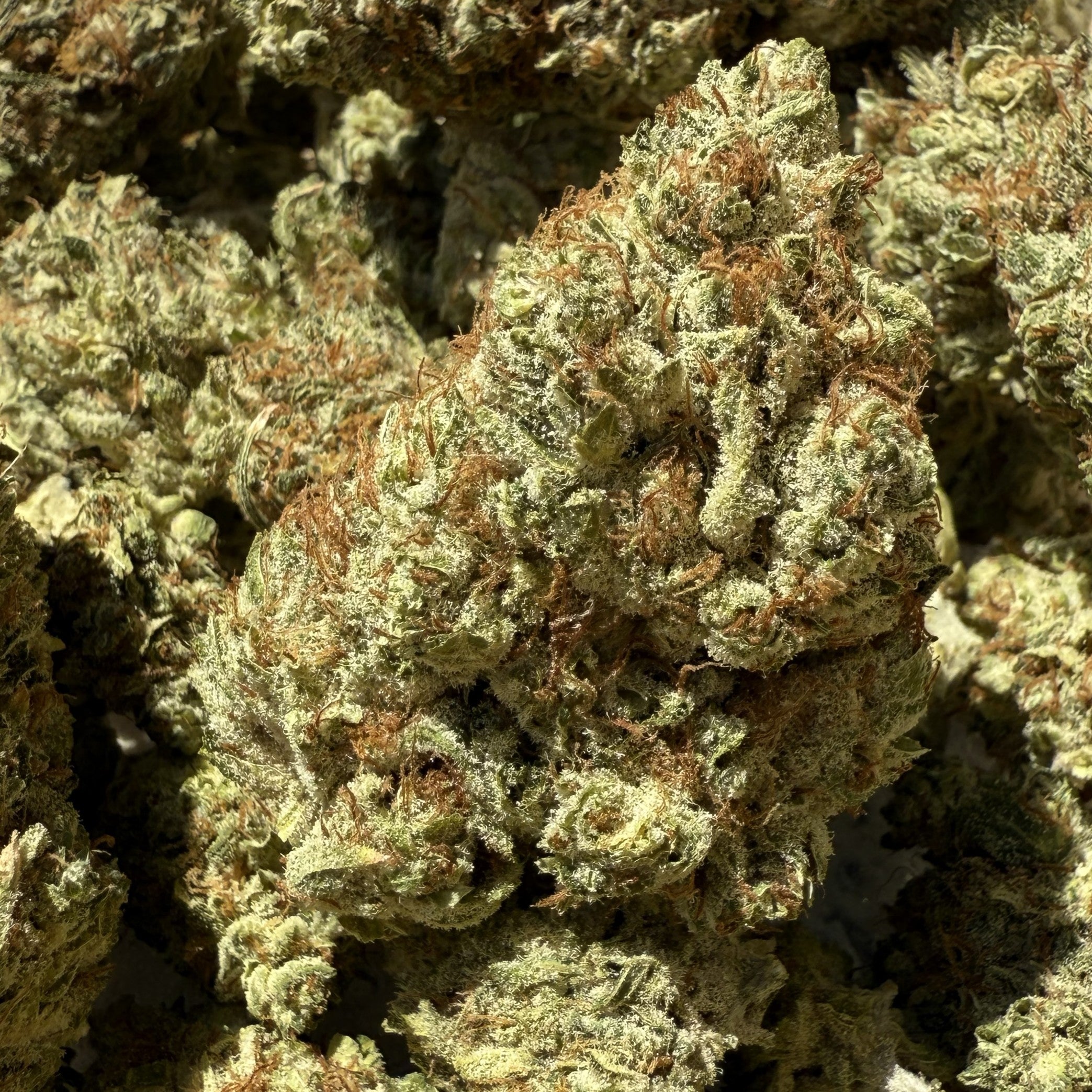 USA Sunset CBG 20% - Indoor