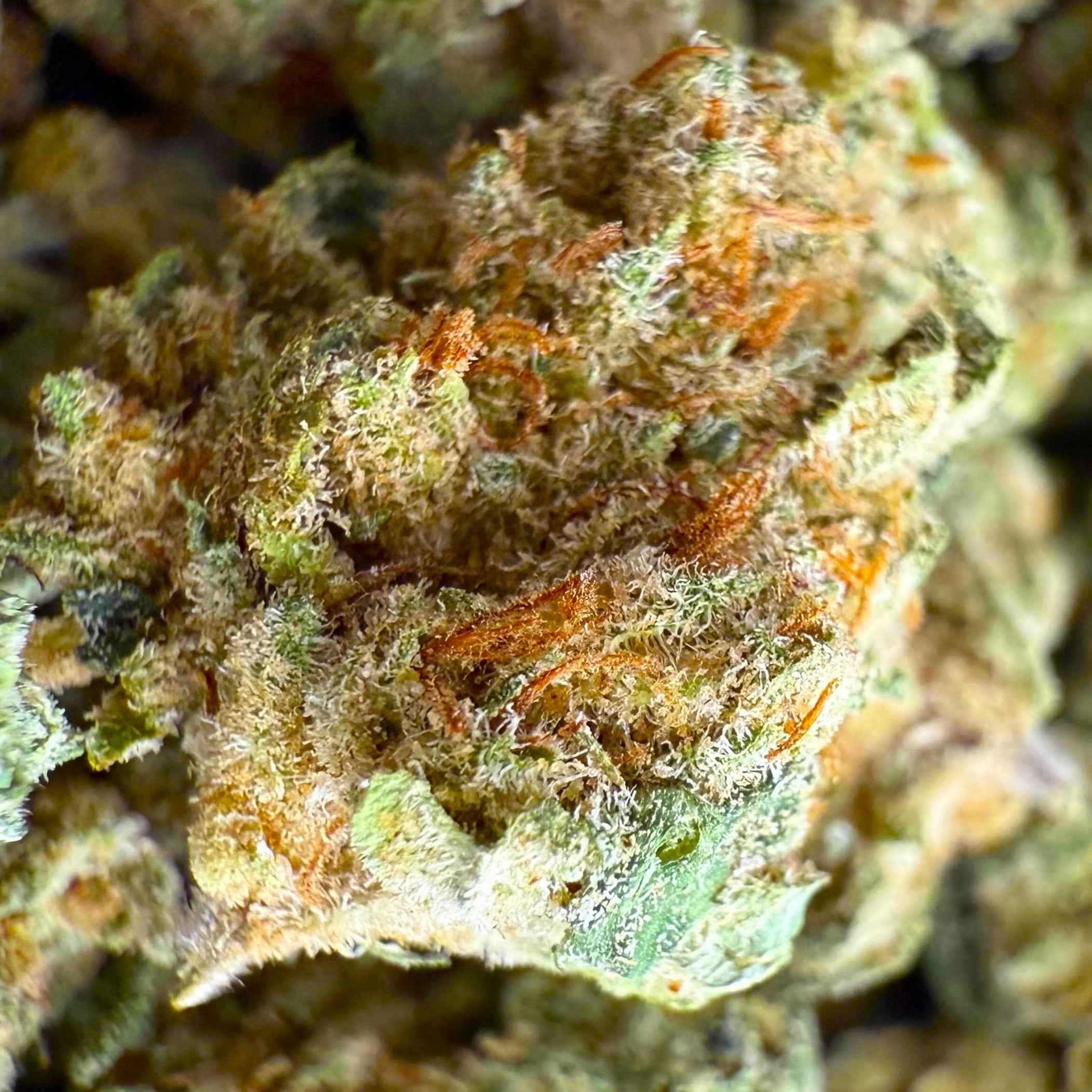 Amnesia Small Bud CBD 15% - Hydroponique