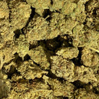 Blueberry Kush HPC & CBD 15% - Sans THC - Indoor (Néo-Cannabinoïde)