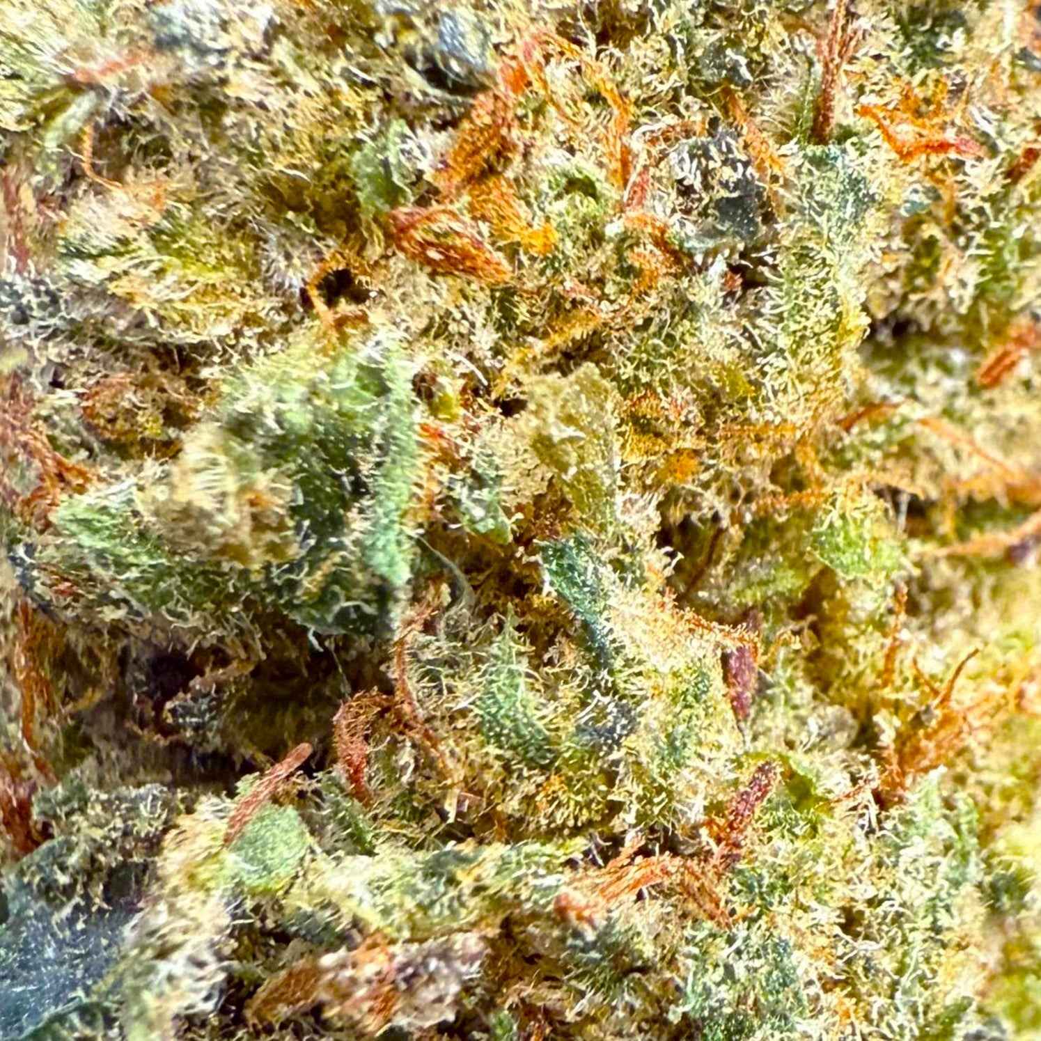 Charlotte's Angel CBN 30% - Hydroponique