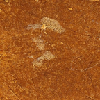 Ketama 25% CBD - Sans THC