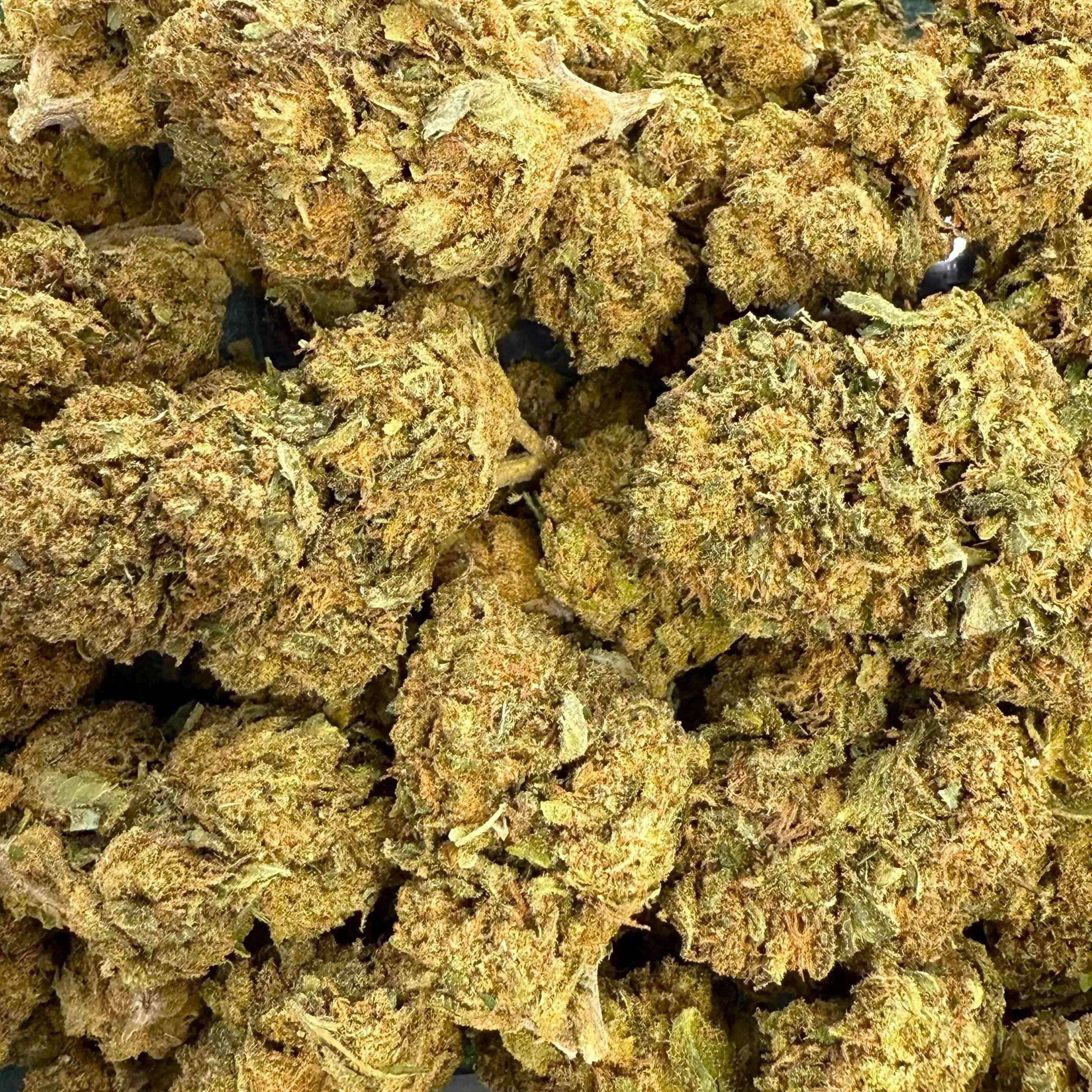 Harlequin CBD 15% - Indoor