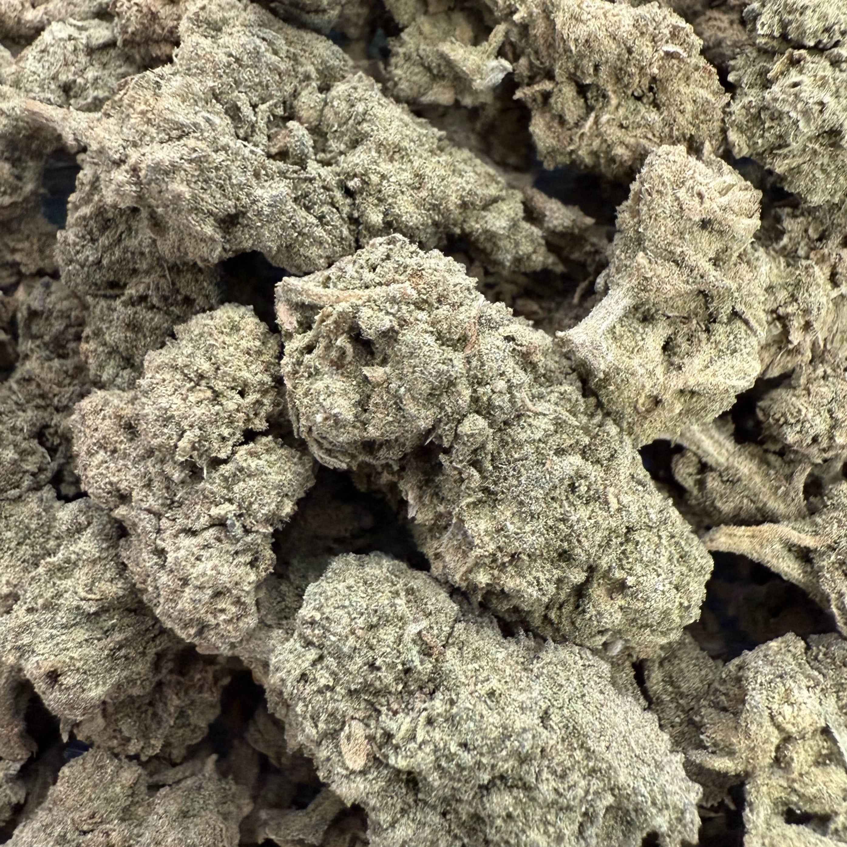 Jack Herer 15% CBD - Sans THC - Indoor