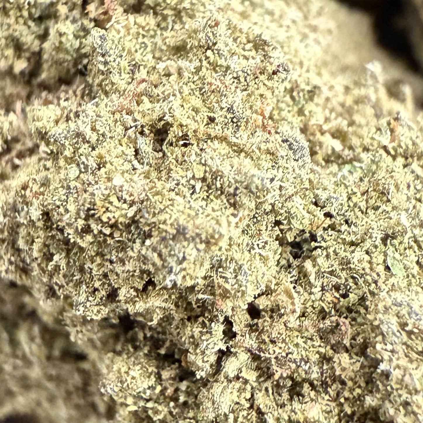 Jack Herer 15% CBD - Sans THC - Indoor