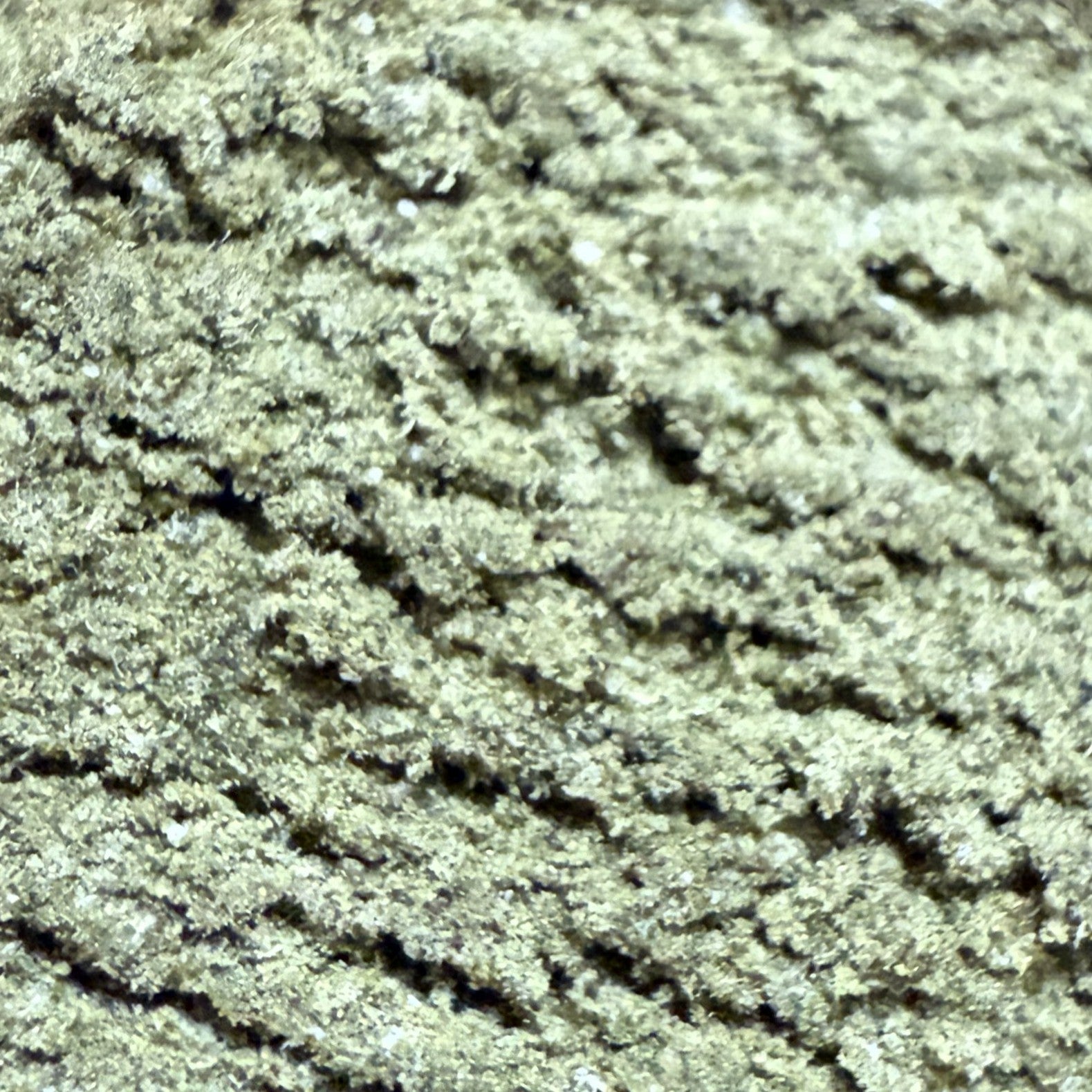 Jaune Snow NL-3 50% (Néo-Cannabinoïde)