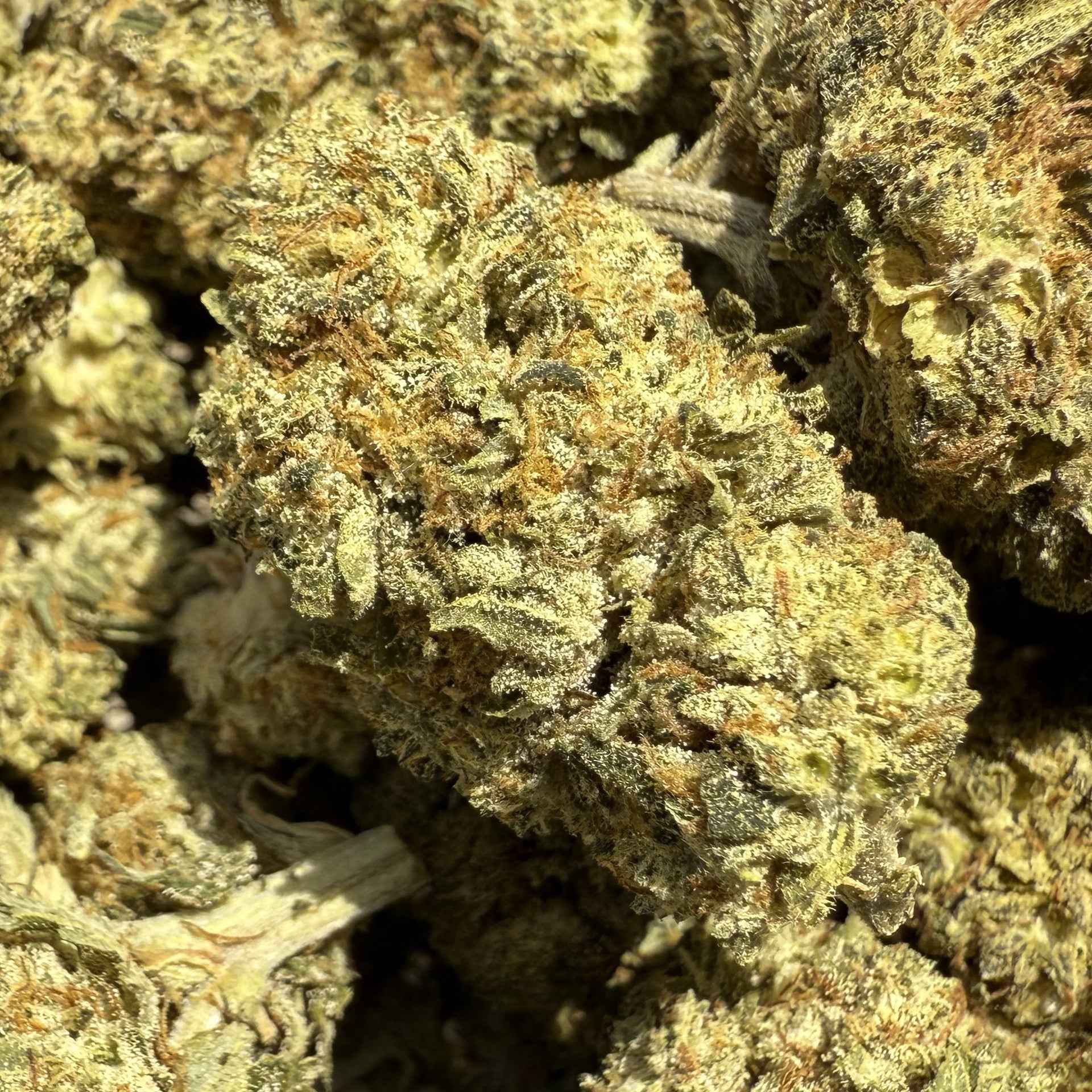 Silver Haze HPC 25% & CBG 15% - Sans THC - Indoor (Néo-Cannabinoïde)