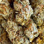 White Widow 15% CBD - Sans THC - Indoor