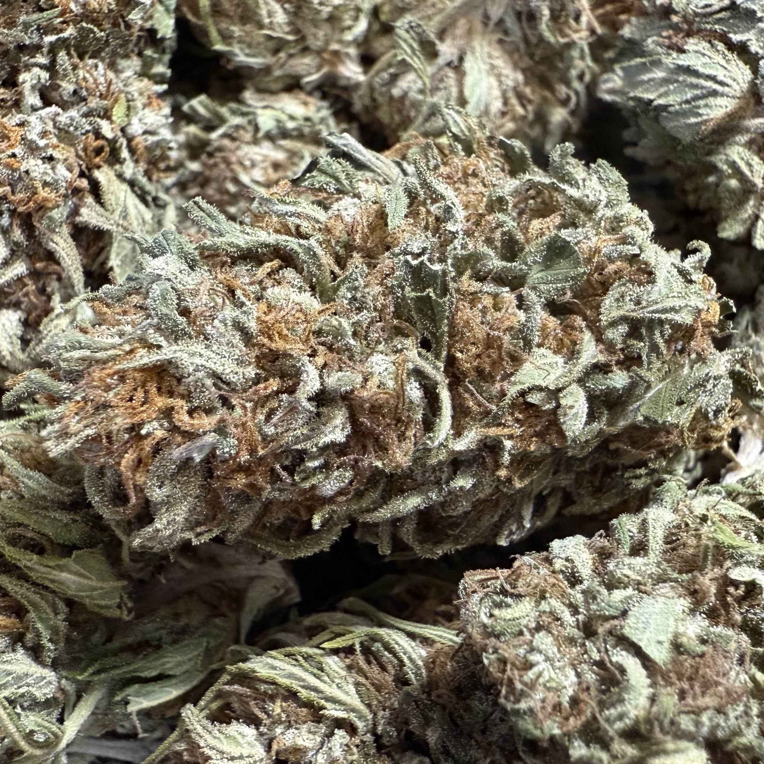 White Berry Haze CBG 15% - Sans THC - Greenhouse